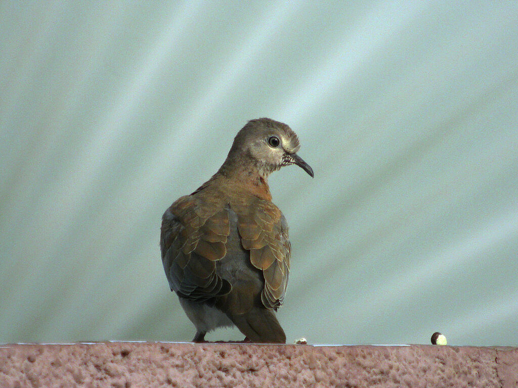 Laughing Dove