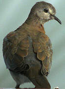 Laughing Dove