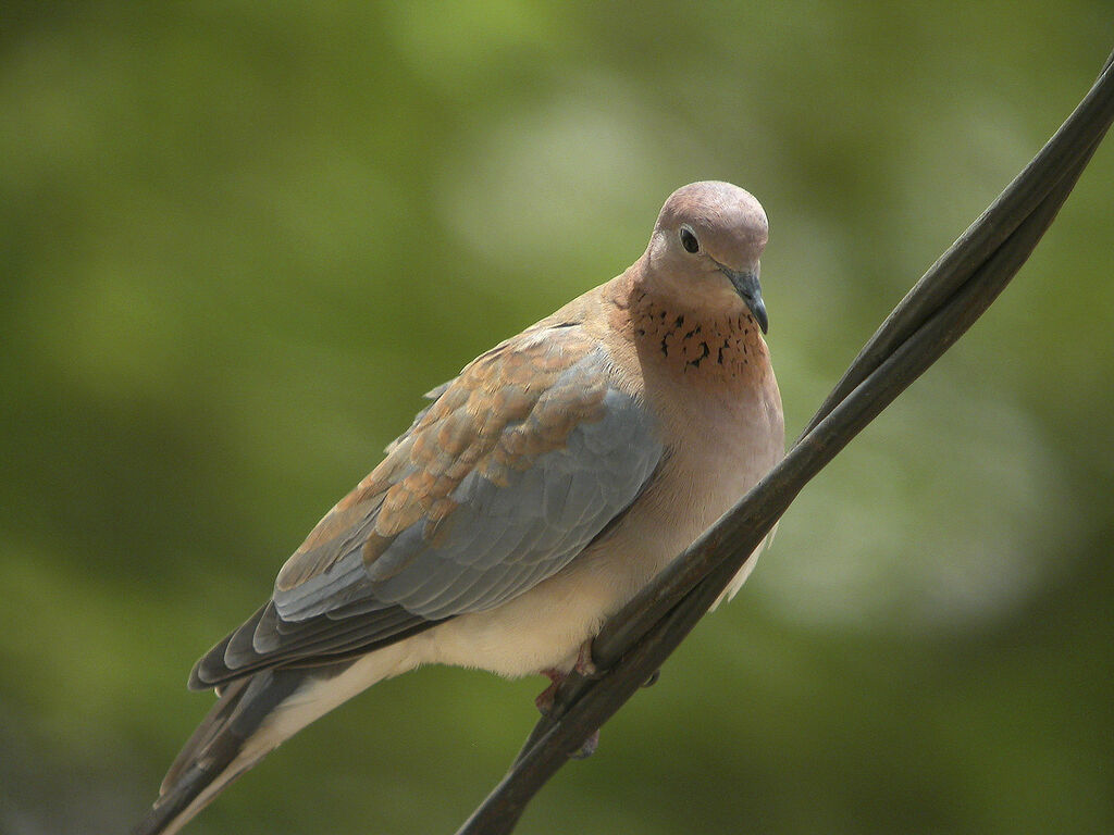 Laughing Dove