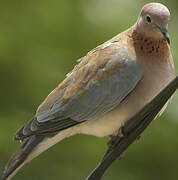 Laughing Dove