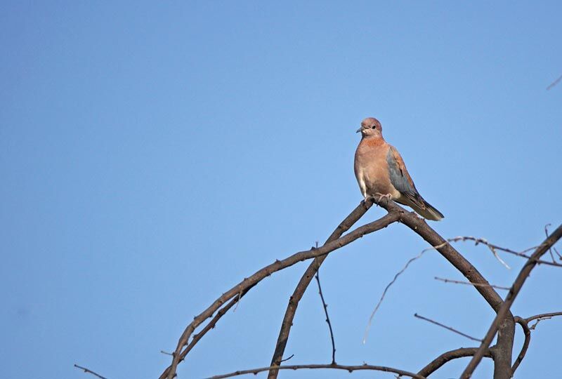 Laughing Dove