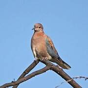 Laughing Dove