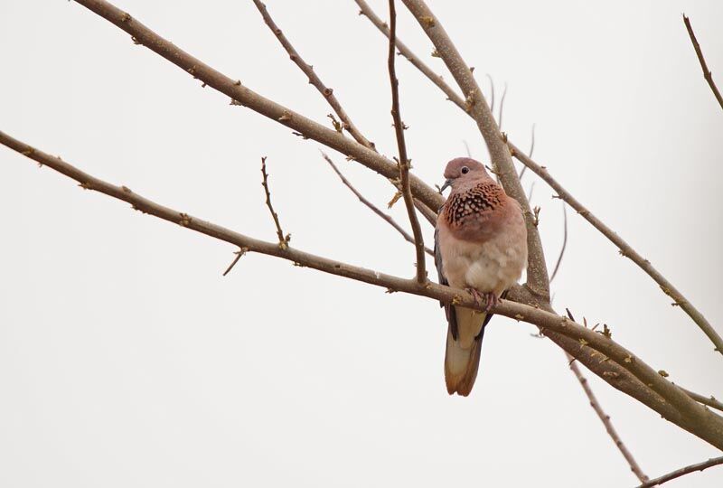 Laughing Dove