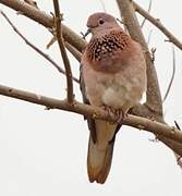 Laughing Dove