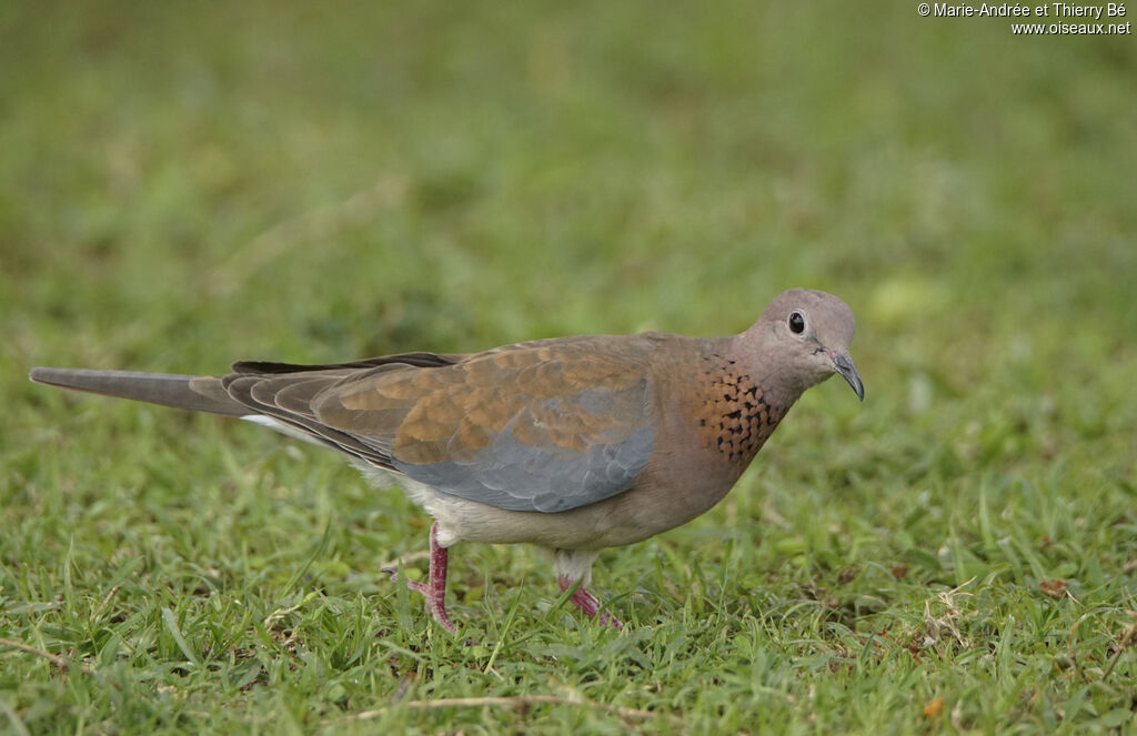 Laughing Dove