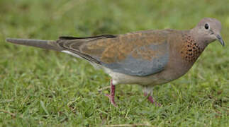 Laughing Dove