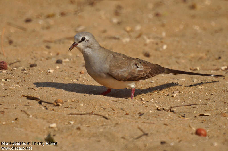 Namaqua Dove female adult, identification