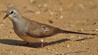 Namaqua Dove