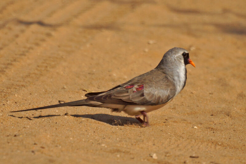 Namaqua Dove male