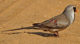 Namaqua Dove