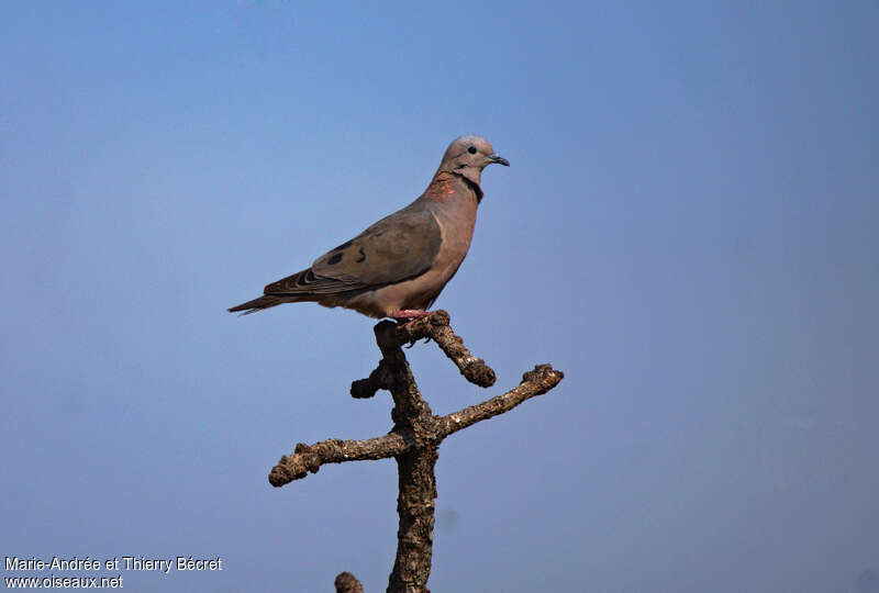 Eared Doveadult, pigmentation, Behaviour