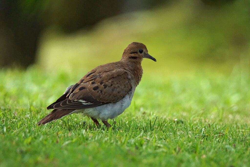 Eared Dove