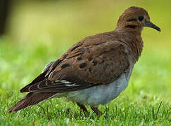 Eared Dove