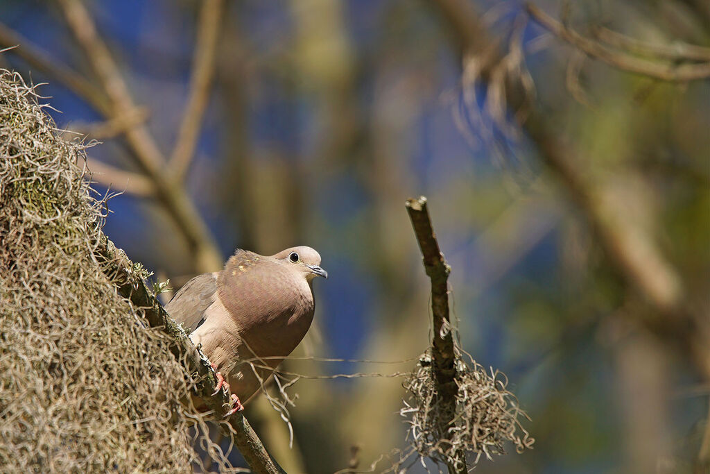 Eared Dove