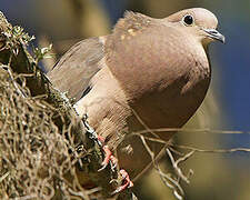 Eared Dove