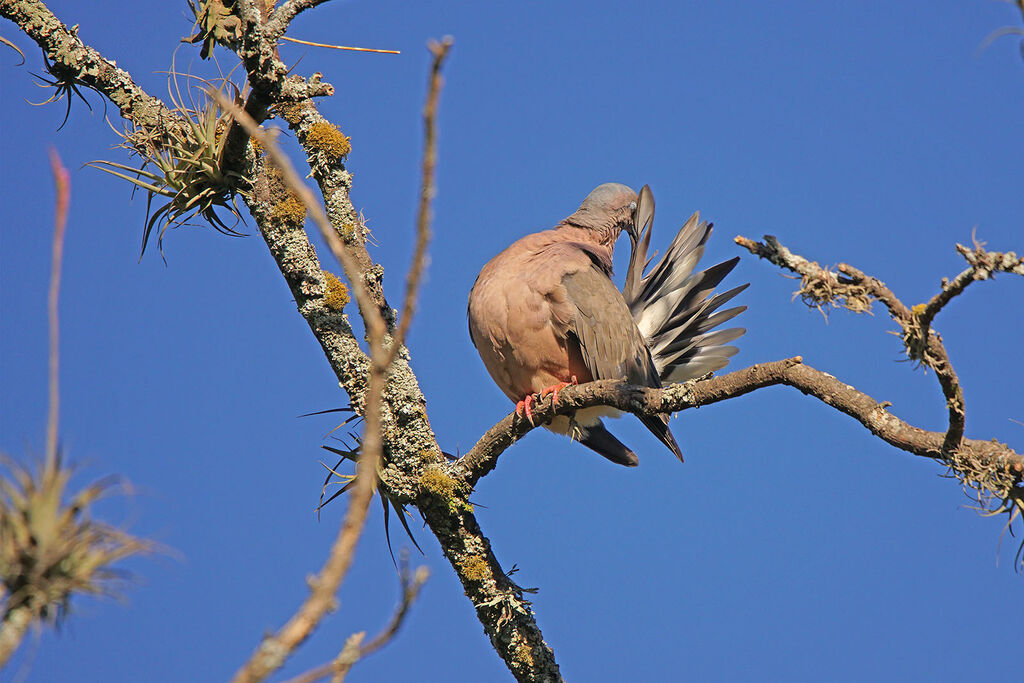 Eared Dove