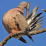 Eared Dove