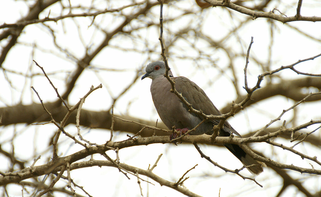 Mourning Collared Dove