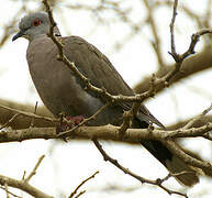 Mourning Collared Dove