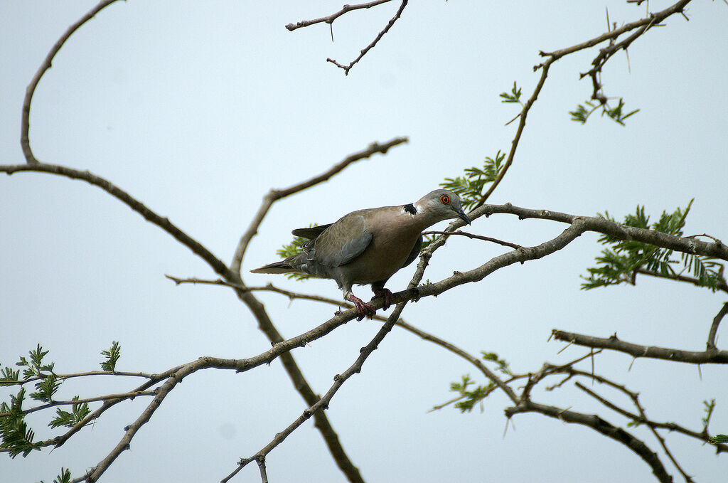 Mourning Collared Dove