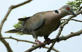 Mourning Collared Dove