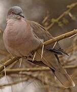 Mourning Collared Dove