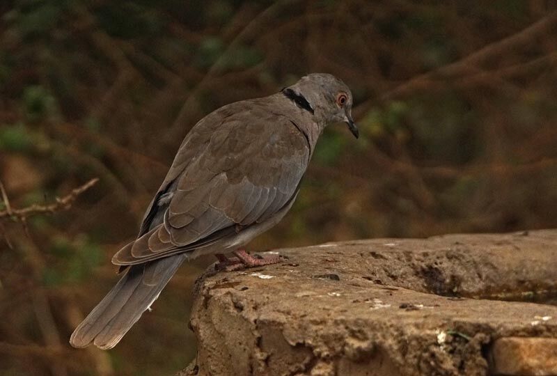 Mourning Collared Dove