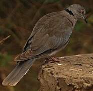 Mourning Collared Dove