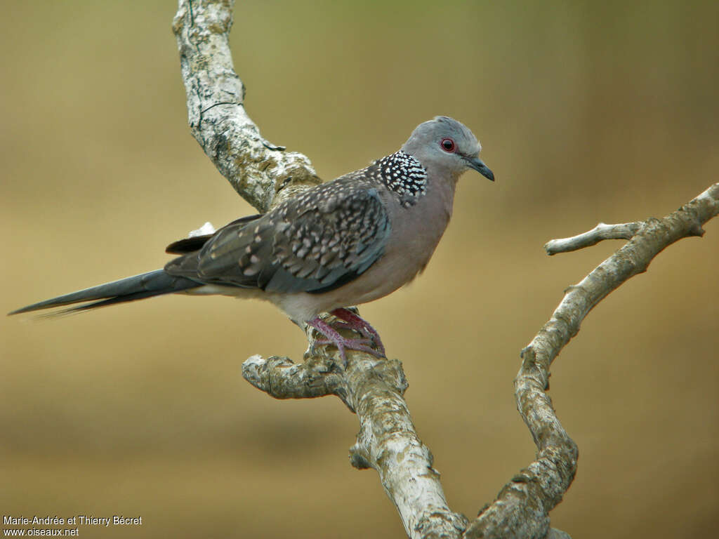 Spotted Doveadult, identification