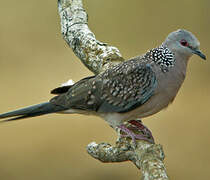 Spotted Dove