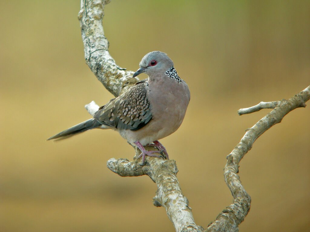 Spotted Dove