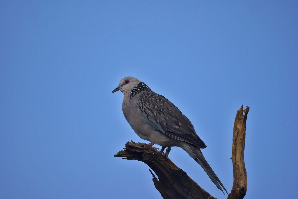 Spotted Dove