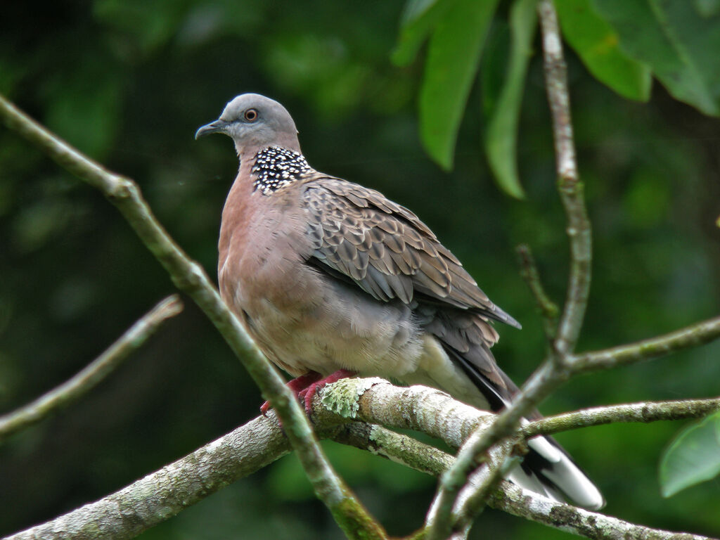 Spotted Dove