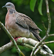 Spotted Dove