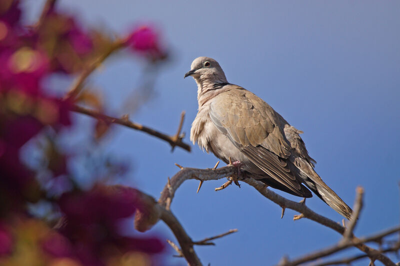 Eurasian Collared Dove