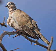 Eurasian Collared Dove