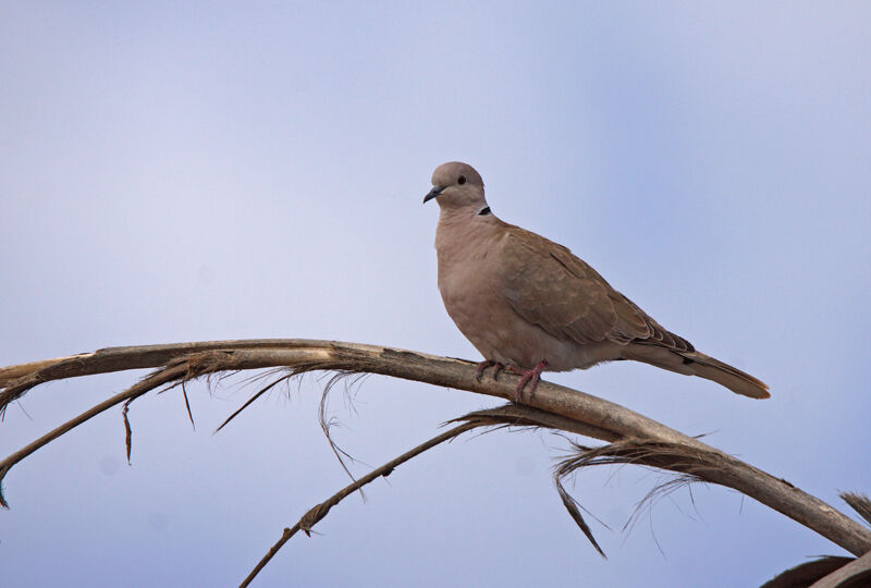 Eurasian Collared Dove