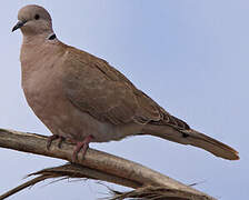 Eurasian Collared Dove