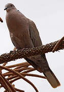 Eurasian Collared Dove