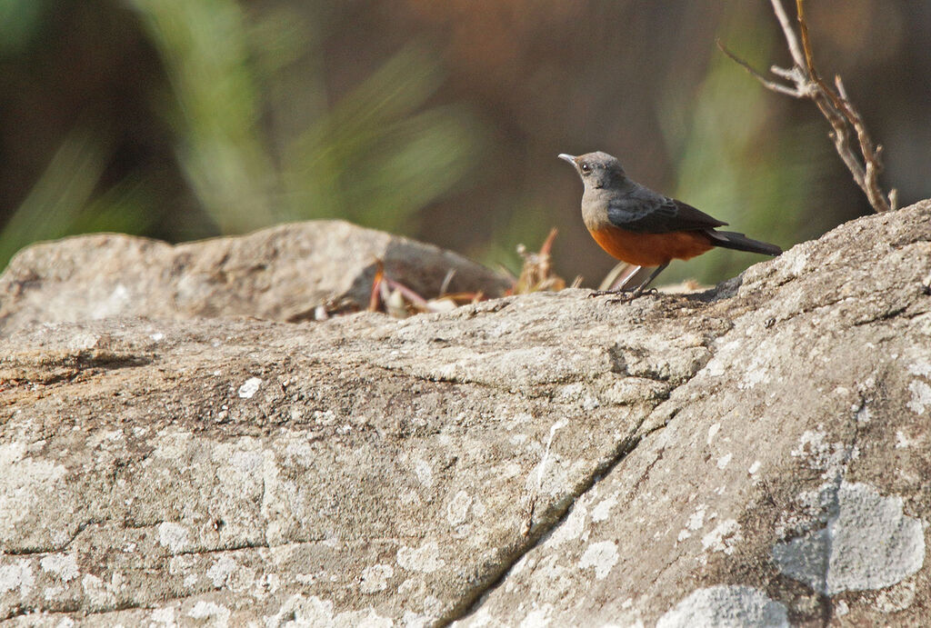 Mocking Cliff Chat female