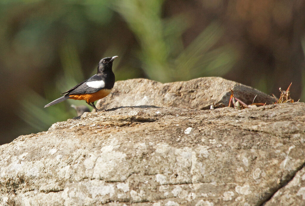 Mocking Cliff Chat