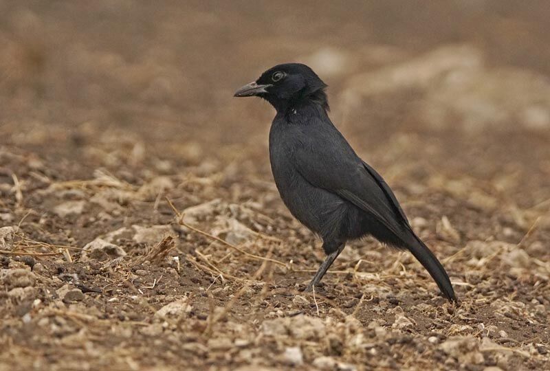 Anteater Chat