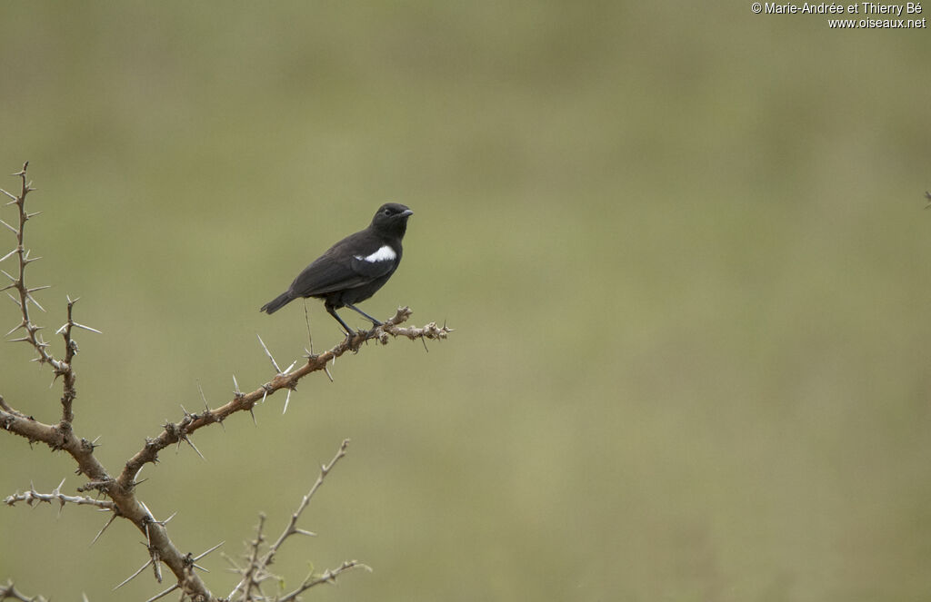 Sooty Chat