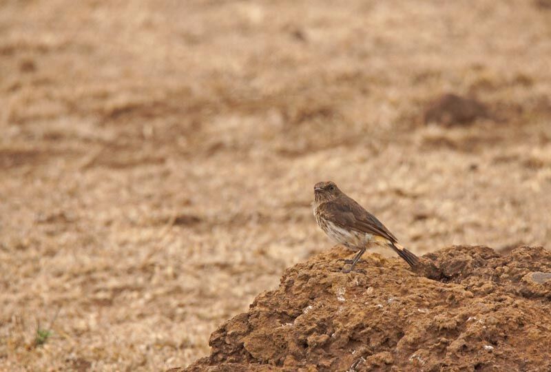 Abyssinian Wheatear