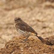 Abyssinian Wheatear