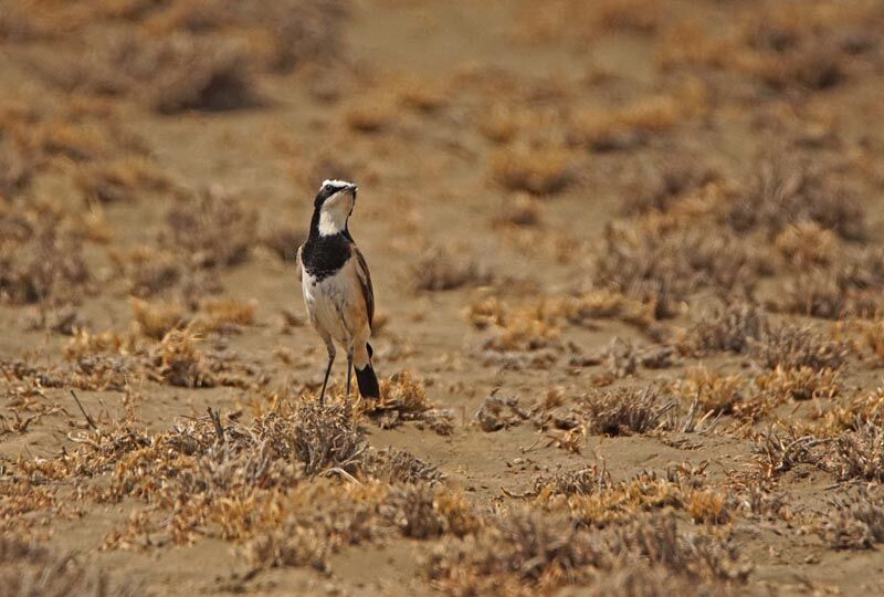 Capped Wheatear