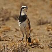 Capped Wheatear