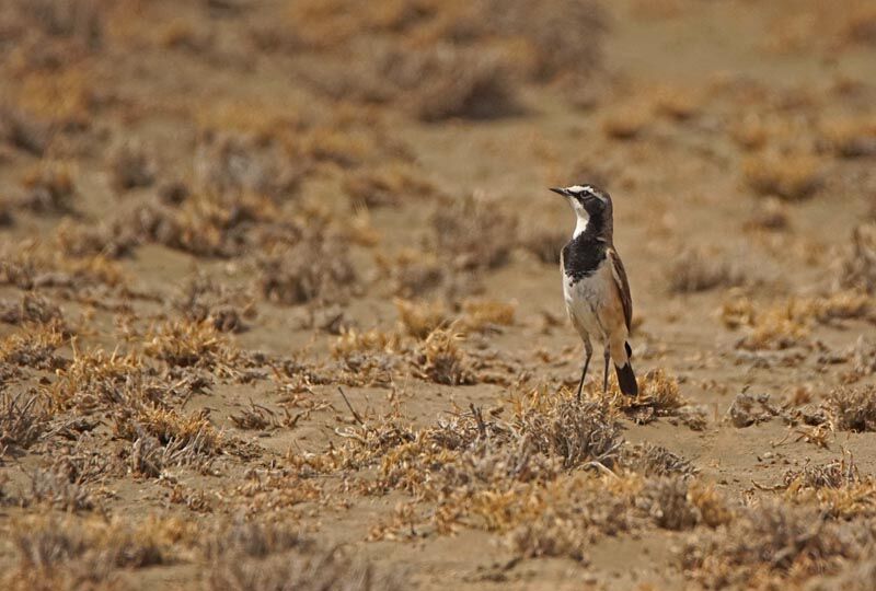 Capped Wheatear