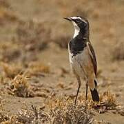 Capped Wheatear