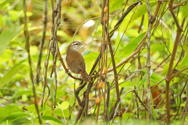 Buff-breasted Wren